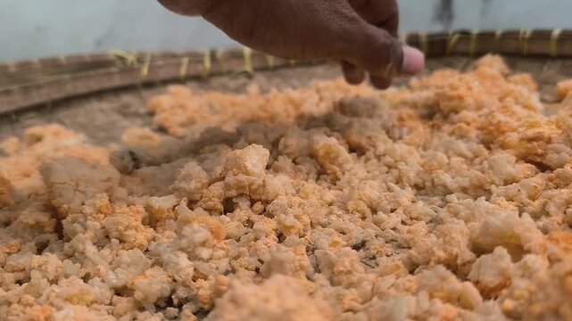 drying rice under the sunlight, for poultry feed, Aspergillus sp. fungus