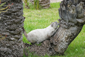 A cat scratching its claws at the tree © nastyakamysheva