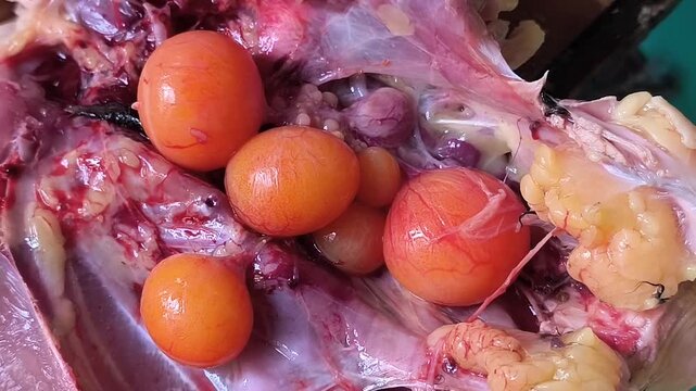 Oviduct or a collection of chicken eggs that are still inside the hen when it is slaughtered