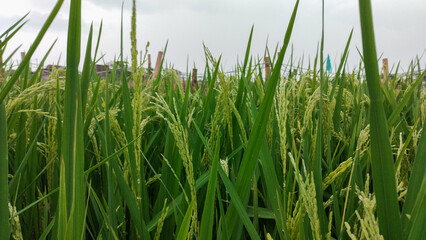 Obraz premium Close up of green paddy rice seeds in a lush field, representing agriculture, nature, and organic farming in a rural landscape.
