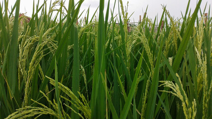 Fototapeta premium Close up of green paddy rice seeds in a lush field, representing agriculture, nature, and organic farming in a rural landscape.