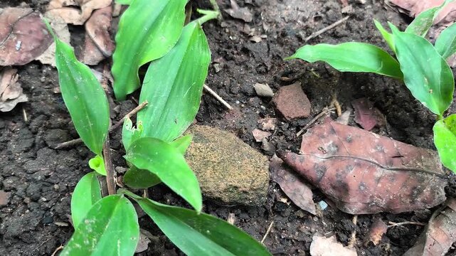 kencur plant in the yard, Kaempferia galanga L.