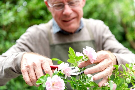 Elderly gardener pruning roses photo