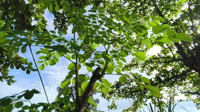 Moringa plant or Moringa oleifera