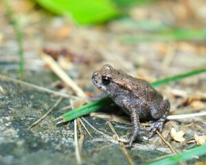 Obraz premium frog on the ground