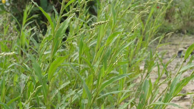 Annual smartweed patch in damp soil