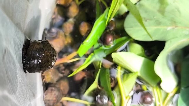 Golden apple snail or Pomacea canaliculata. Traditional breeding uses taro leaves as feed
