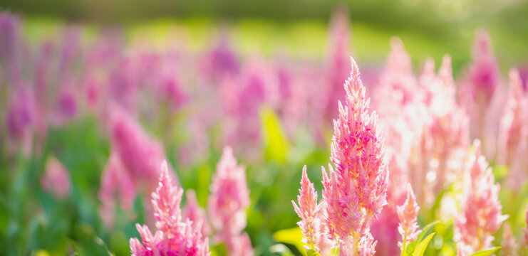 Vibrant pink Celosia Plumosa flowers blooming in a sunny summer garden, soft focus floral background, nature wallpaper concept.