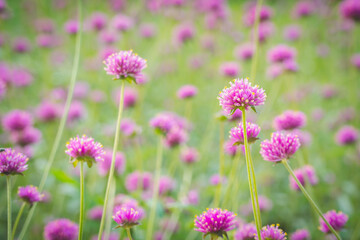 Fototapeta premium Beautiful blooming purple Verbena flowers field in the morning sunlight with soft bokeh background.