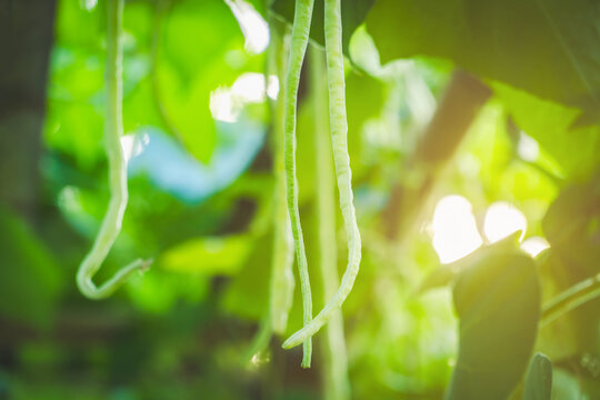 Fresh yardlong beans growing on a climbing vine in a lush organic garden, green vegetable background, agriculture concept.