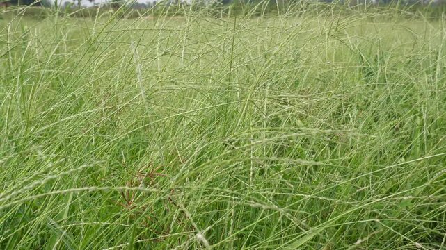 Field of tall wild grass, Digitaria, crabgrass or fodder grass. 