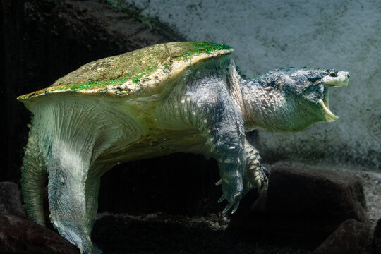Common snapping turtle with moss on the carapace opens the mouth in an aquarium.