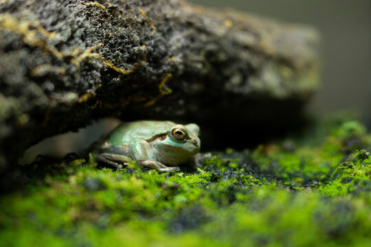 Japanese tree frog drowsing below the rock.