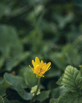 Yellow flover risen from the low grass