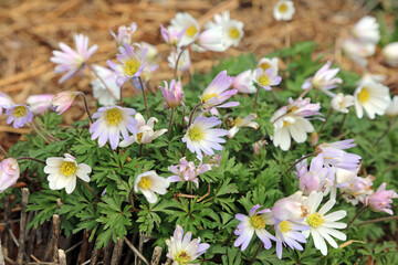 Obraz premium Purple and white Winter Windflower blooms opening in Spring, Derbyshire England 