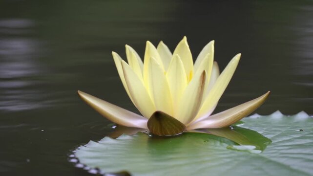 Yellow water lily flower bud opening on dark water with green leaf
