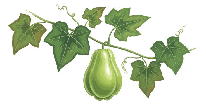 Chayote squash illustration on black background