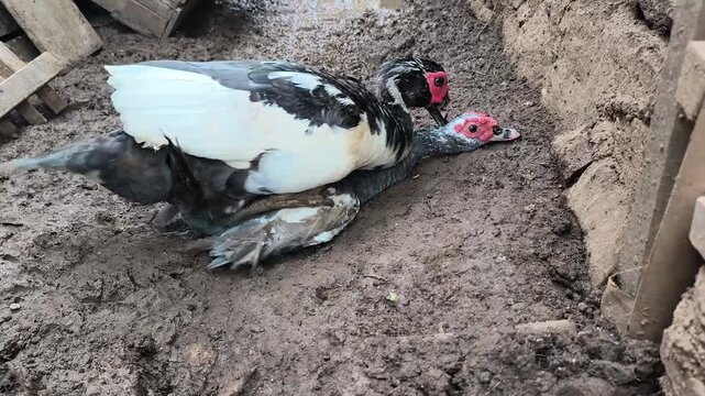 adult Muscovy duck is mating