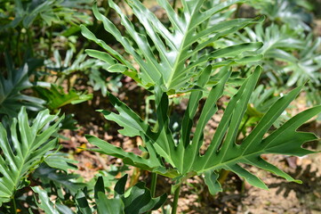Lush green split leaf philodendron in a tropical garden, featuring deeply lobed foliage, vibrant natural color, and rich botanical texture under soft sunlight, perfect for nature and eco themes. © ahmadyahdi