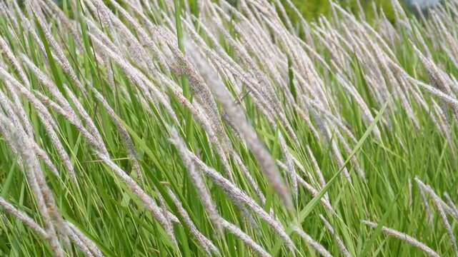 Field of Cogon grass with feathery white plumes