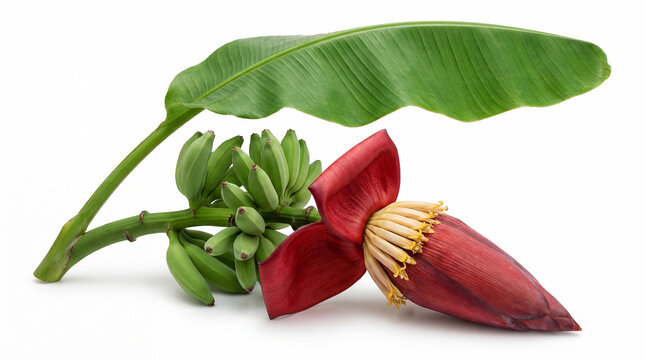 Green banana bunch with red banana blossom and leaf isolated on white background.