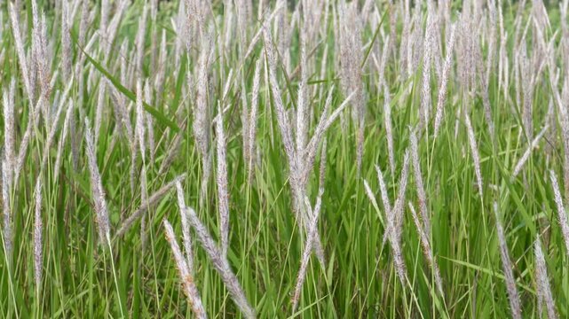 Cogon grass field swaying in the wind