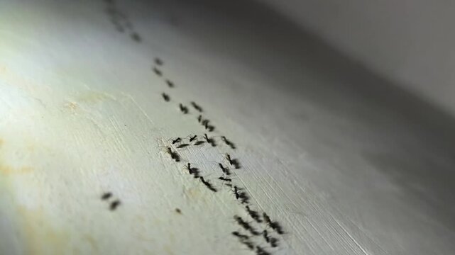 The sight of ants swarming on the wall of the house