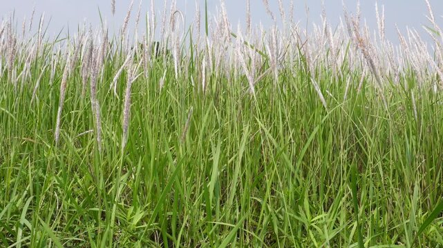 Close‑up of cogon grass with feathery seed heads