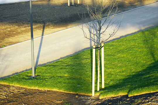 Sapling supported by wooden stakes on fresh sod beside walking path. Reflects controlled urban planting system, long-term canopy strategy, carbon offsetting measures, and pedestrian corridor design.