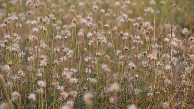 Tridax procumbens grass flower flowing from wind blow with butterfly and insect fly to feeding nectar on meadow in park