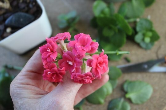 Home Gardening: Close up of a person holding Kalanchoe Flowers with cuttings in the background.