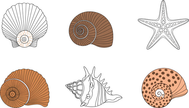 Vector Illustration of Shells and Starfish