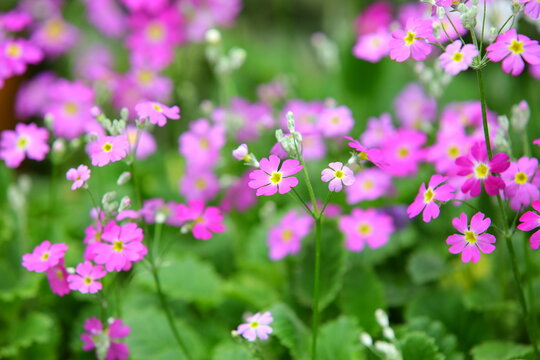 colorful Primrose(Fairy Primrose,Top Primrose,Polyantha Primrose,English Primrose) flowers blooming in the garden with green leaves at sunny day