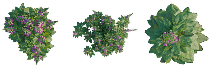 Fototapeta premium Digitalis purpurea tree plan, top view, cutout, transparent background, isolate, Close-up of Purple Flowers on Green Leaves, Nature Background, Springtime, Floral Design Element