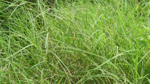 Field of Durva grass or Bermuda grass