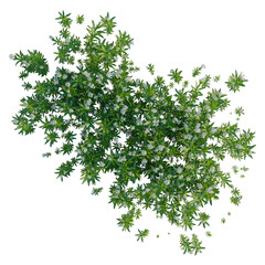 Galium odoratum tree plan, top view, cutout, transparent background, isolate, Delicate fern leaf close-up, detailed botanical illustration, nature's elegance, vibrant green hues © DH Tree Stock