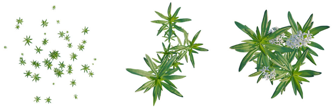 Galium odoratum tree plan, top view, cutout, transparent background, isolate, Detailed close-up of a sprig of thyme, showcasing intricate leaf textures and vibrant green hues.