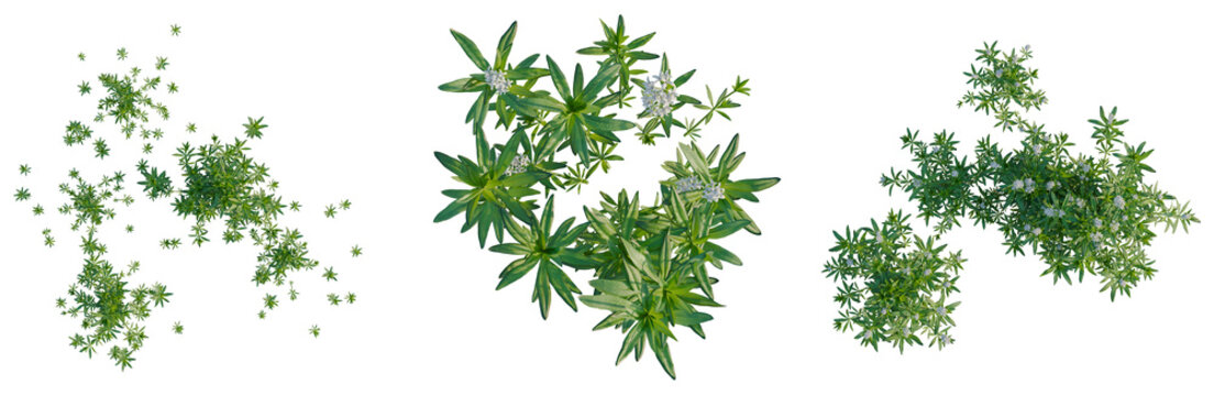 Galium odoratum tree plan, top view, cutout, transparent background, isolate, Green leaves branch close up. Nature background. Detailed foliage texture. Spring blossom.