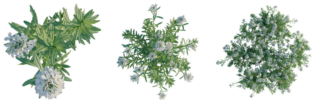 Iberis sempervirens tree plan, top view, cutout, transparent background, isolate, Detailed Thyme Branch with Green Leaves and Delicate Flowers, Natural Herb Close-Up
