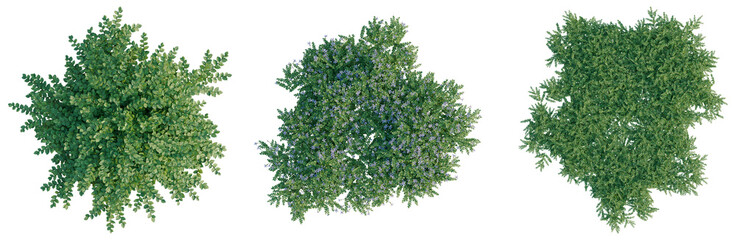 Obraz premium Isotoma fluviatilis tree plan, top view, cutout, transparent background, isolate, Dense Green Foliage Branch, Close-Up Texture, Detailed Botanical Elements, Natural Beauty
