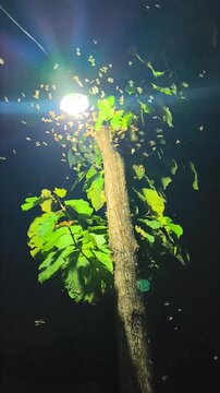 termite colony or alates. clustering around a light source