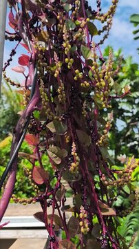 the Gendola Ungu plant or Basella rubra, which is also known as Red Malabar Spinach