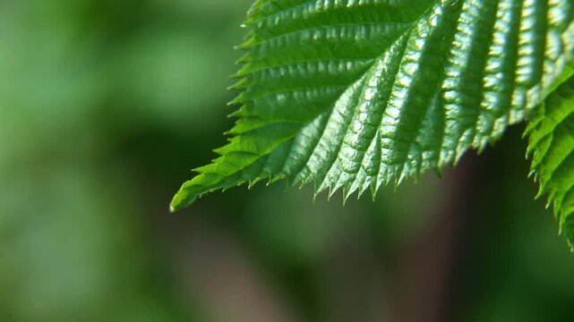 Macro shot of a serrated green bramble leaf suspended against blurred foliage as it gently sways, catches shifting sunlight, and settles back into calm summer stillness outdoors.