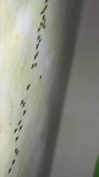 ants walk searching for food by following pheromone trails, Lasius niger
