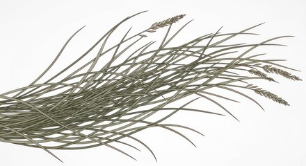 Obraz premium Delicate Green Pine Needles Branch Isolated on White Background.