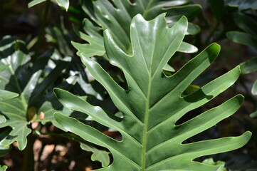 Detailed view of split leaf philodendron foliage with rich green tones and natural sunlight. Ideal for tropical, garden, and organic design visuals with clean, modern aesthetics. © ahmadyahdi
