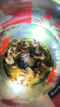 winged ants or termites in a container, Alate