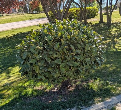 Paisaje con un arbusto boj (Buxus sempervirens) recortado con forma redonda, con cesped en jard&iacute;n de parque p&uacute;blico