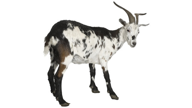 PNG, goat, goat png, pygmy goat, goat standing, goat isolated, domestic goat, goat standing, goat side view, livestock animal, goat photo