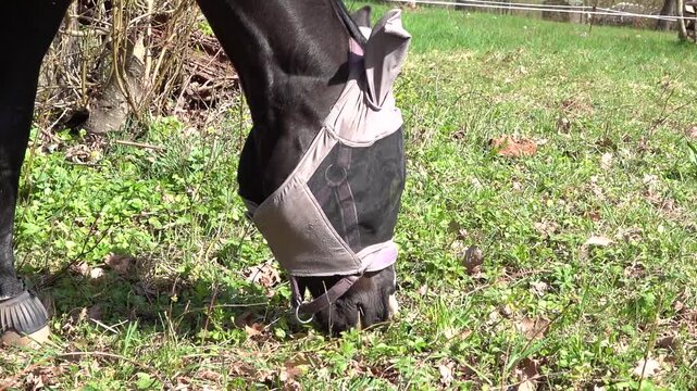 Ein schwarzes Pferd (Equidae) mit Fliegenschutzmaske beim Grasen auf einer Wiese im closeup